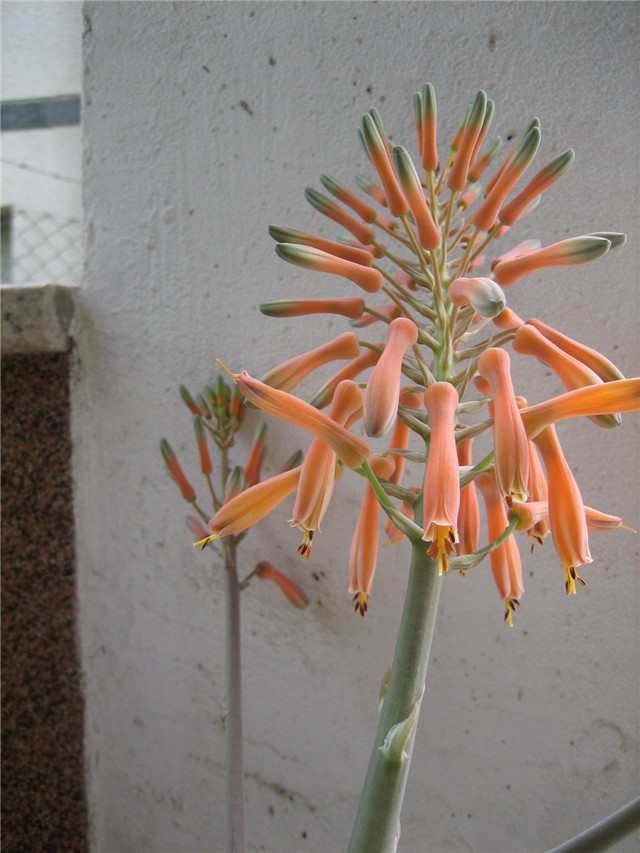 Cvijet aloe